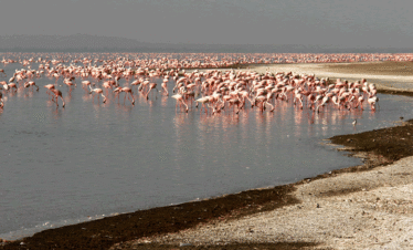 2 Days Abijatta Shalla National Park Tours