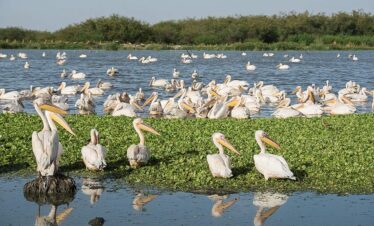 Day Trip to Lake Ziway: Bird Watching, Hippo Spotting, and Exploring Zai Culture