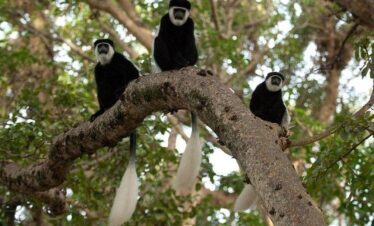 Day Trip To Menagesha -Suba Forest