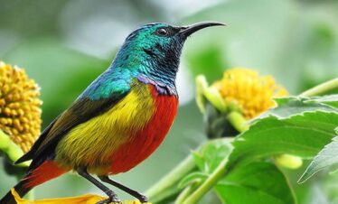 7 Days Ethiopia Bird Watching Tours
