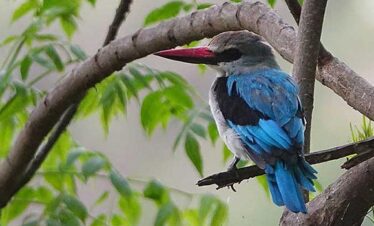 4 Days Ethiopia Bird Watching Tours